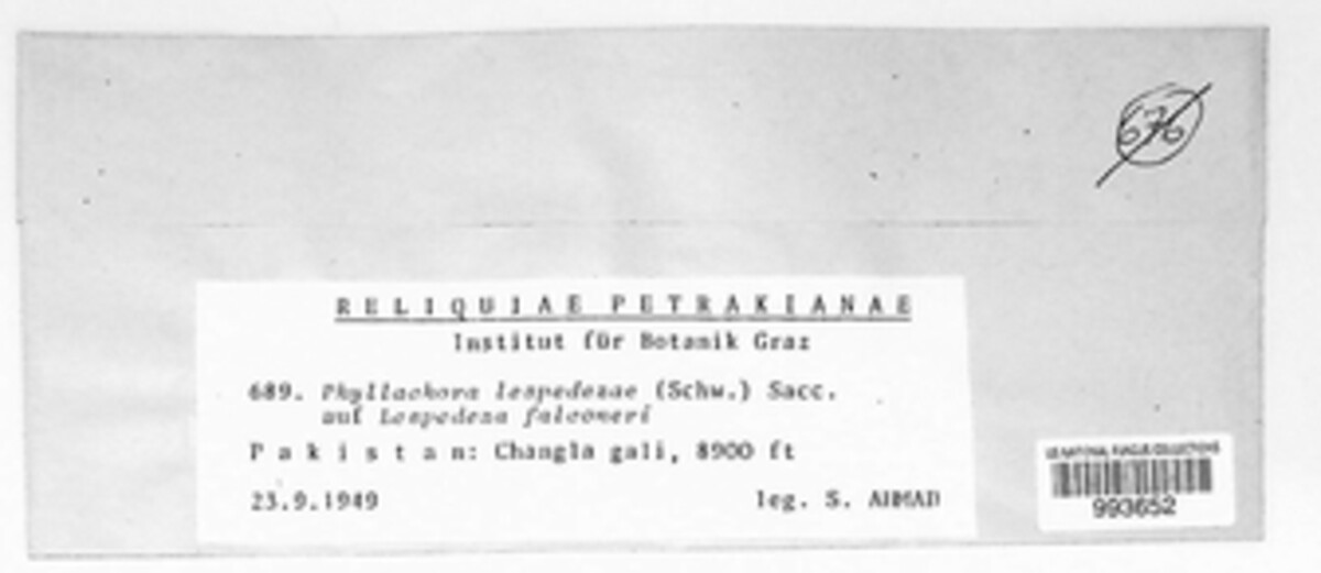 Phyllachora lespedezae image
